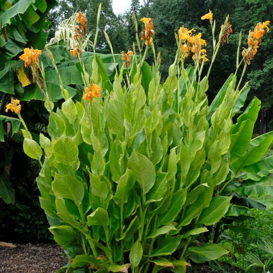 Image of Canna x generalis 'Two Tone Tiger' taken at Juniper Level Botanic Gdn, NC by JLBG