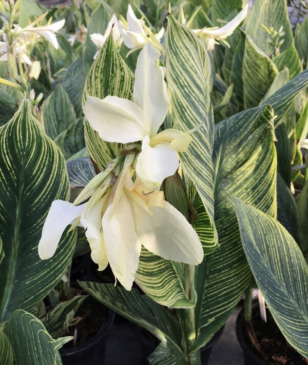 cana lily flower Canna generalis White Tiger PP 32738