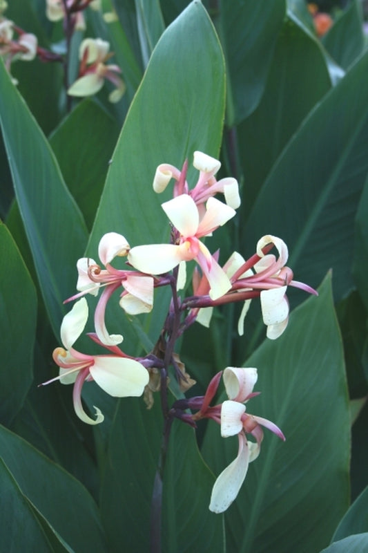 Image of Canna glauca 'Panache' taken at Juniper Level Botanic Gdn, NC by JLBG