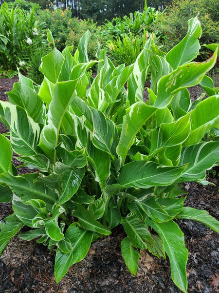Image of Canna indica 'Alan's Striped Thai' taken at Juniper Level Botanic Gdn, NC by JLBG