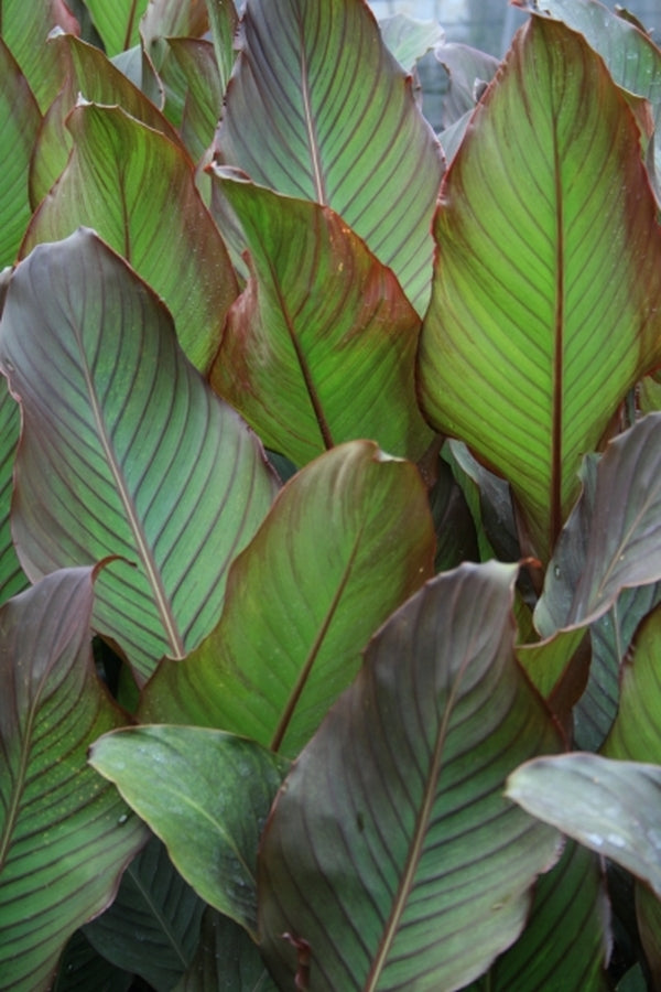 Image of Canna indica 'Red Stripe' taken at Juniper Level Botanic Gdn, NC by JLBG