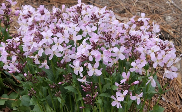 Image of Cardamine douglassii 'Southern Lady'