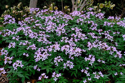 Image of Cardamine quinquefolia taken at Juniper Level Botanic Gdn, NC