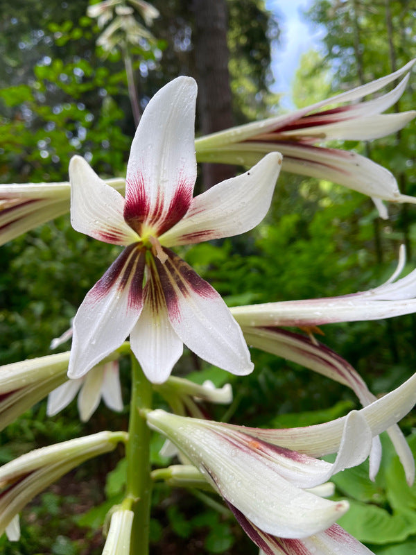 white himalayan lily Cardiocrinum giganteum