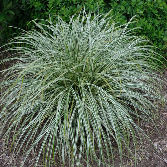 Image of Carex 'Feather Falls' PP 26,199 taken at Juniper Level Botanic Gdn, NC by JLBG