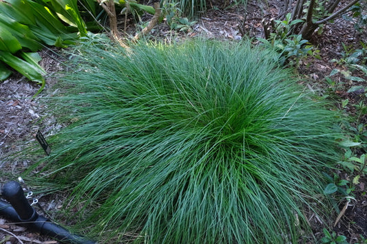 Image of Carex 'Pomona' taken at Juniper Level Botanic Gdn, NC by JLBG