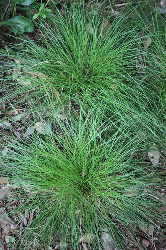 Image of Carex appalachica taken at Juniper Level Botanic Gdn, NC by JLBG