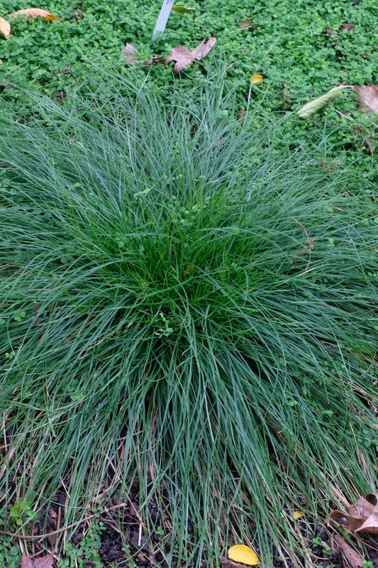 Image of Carex bromoides taken at Juniper Level Botanic Gdn, NC by JLBG