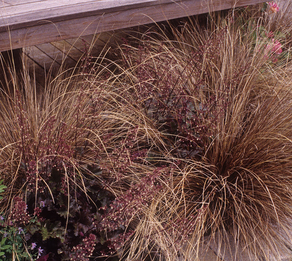 Image of Carex buchananii 'Red Rooster' taken at Heronswood, WA