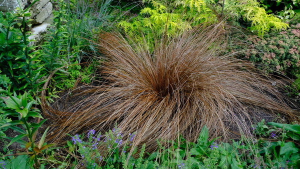 Carex buchananii 'Red Rooster' | Red Rooster Buchanan's Sedge