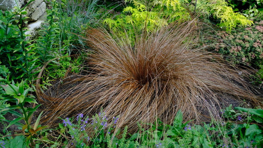 Image of Carex buchananii 'Red Rooster' taken at Walters Gardens, MI by JLBG