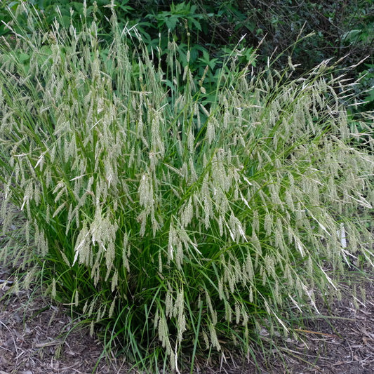 Image of Carex cherokeensis 'Crying Time' taken at Juniper Level Botanic Gdn, NC by JLBG