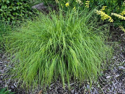Image of Carex debilis 'Simply Sabine' taken at Juniper Level Botanic Gdn, NC by JLBG