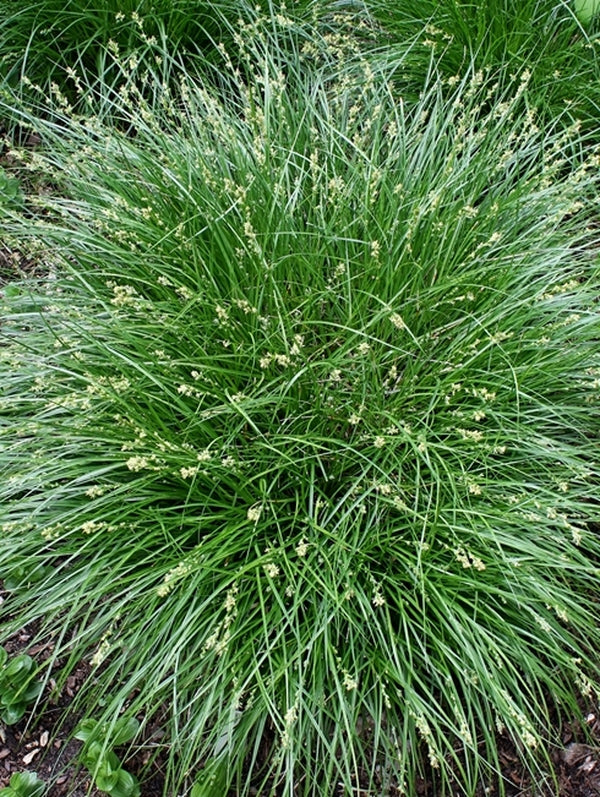 Image of Carex divulsa