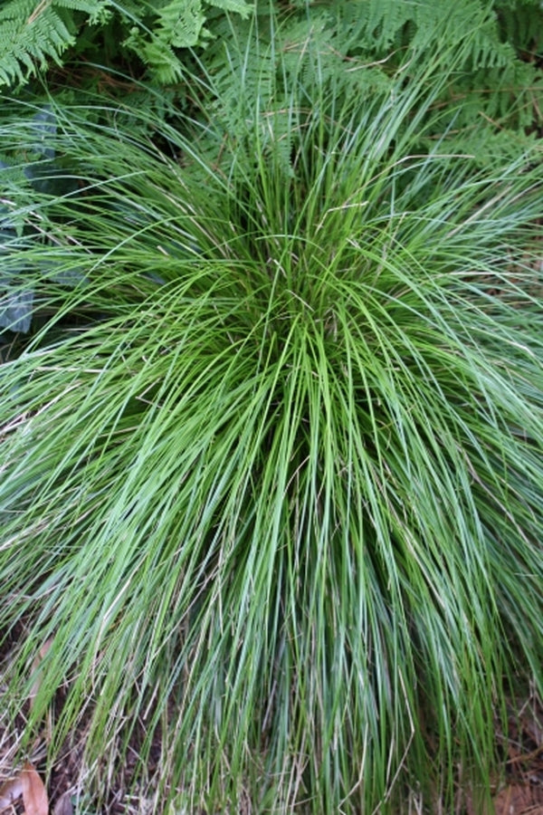 Image of Carex gentilis ssp. nakaharae 'Yushan' taken at Juniper Level Botanic Gdn, NC by JLBG