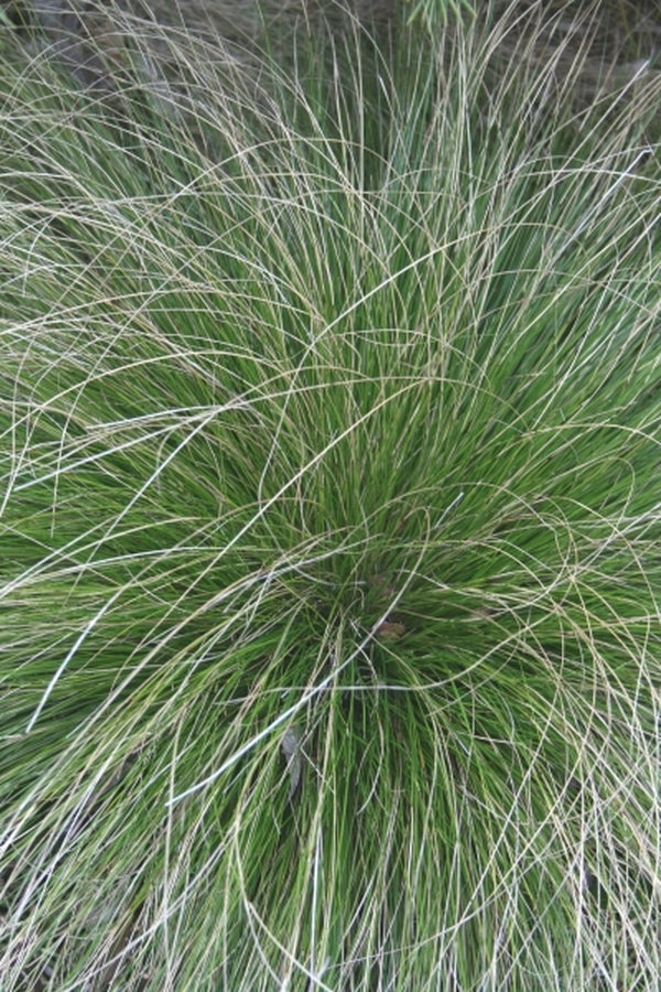 Image of Carex howei 'Bonnie and Clyde' taken at Juniper Level Botanic Gdn, NC by JLBG