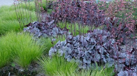 Image of Carex howei 'Bonnie and Clyde' taken at Juniper Level Botanic Gdn, NC by JLBG