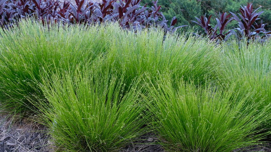 Image of Carex howei 'Bonnie and Clyde' taken at Juniper Level Botanic Gdn, NC by JLBG