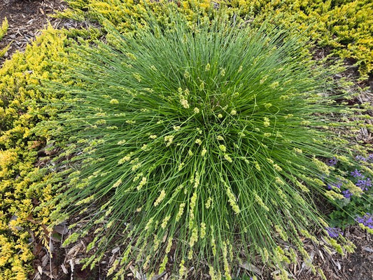 Image of Carex muehlenbergii var. enervis 'Nobillissima' taken at Juniper Level Botanic Gdn, NC by JLBG