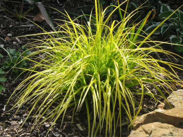 Carex oshimensis Everillo | Everillo Golden Weeping Sedge