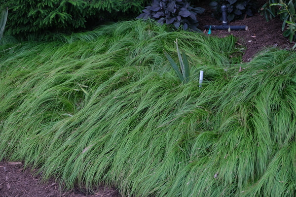 Image of Carex pensylvanica 'Straw Hat' PP 29,432 taken at Juniper Level Botanic Gdn, NC by JLBG