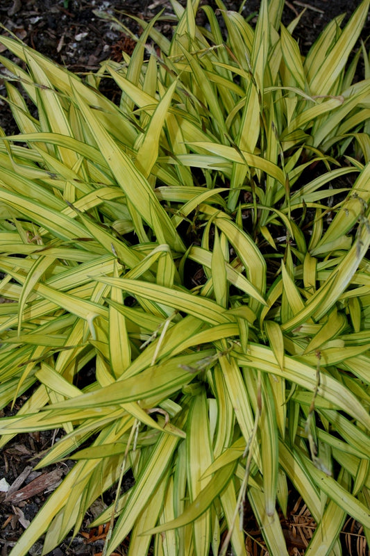 Image of Carex siderosticta 'Banana Boat' taken at Juniper Level Botanic Gdn, NC by JLBG