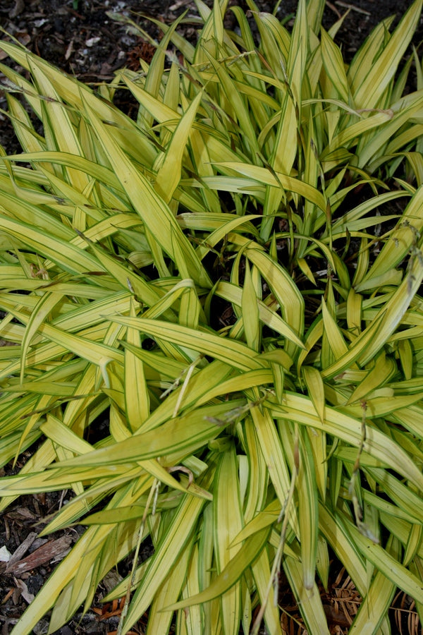 Learn about Carex siderosticta 'Banana Boat' | Banana Boat Sedge