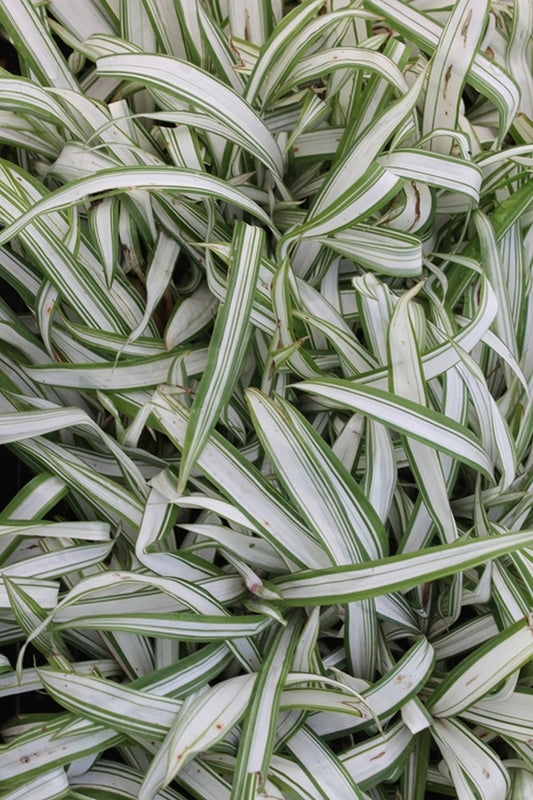 Image of Carex siderosticta 'Snow Cap' taken at Juniper Level Botanic Gdn, NC by JLBG