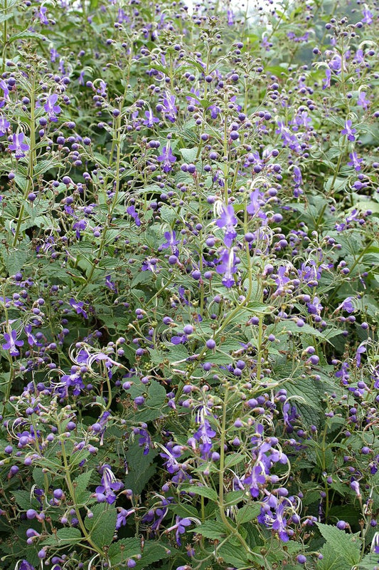 Image of Caryopteris divaricata 'Blue Butterflies' taken at Juniper Level Botanic Gdn, NC by JLBG