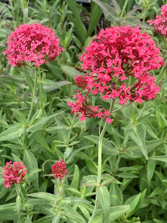 Image of Centranthus ruber 'Coccineus' taken at Juniper Level Botanic Gdn, NC by C. Hardison