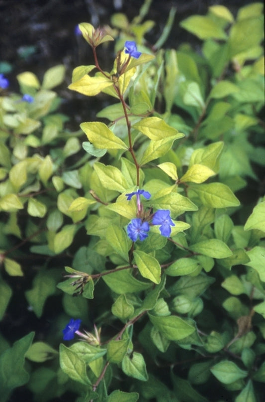 Image of Ceratostigma willmottianum 'Palmgold' taken at Juniper Level Botanic Gdn, NC by JLBG