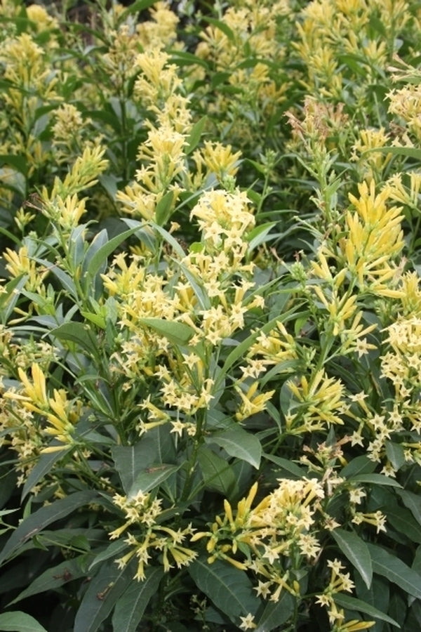 Image of Cestrum parqui taken at Juniper Level Botanic Gdn, NC by JLBG