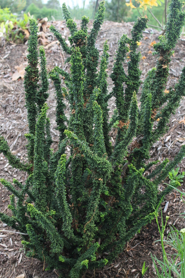 Image of Chamaecyparis obtusa 'Chirimen'