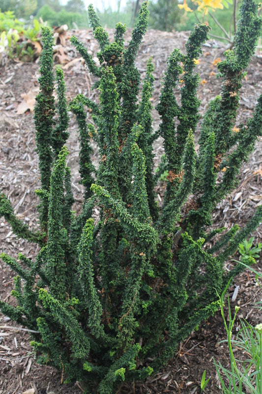 Image of Chamaecyparis obtusa 'Chirimen'