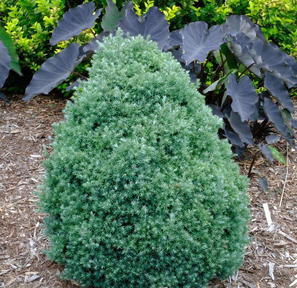Image of Chamaecyparis pisifera 'Baby Blue Ice' taken at Juniper Level Botanic Gdn, NC by JLBG