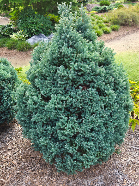 Image of Chamaecyparis pisifera 'Baby Blue Ice' taken at Juniper Level Botanic Gdn, NC by JLBG