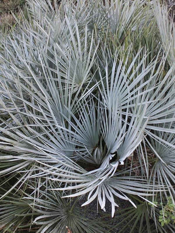 Chamaerops humilis var argentea