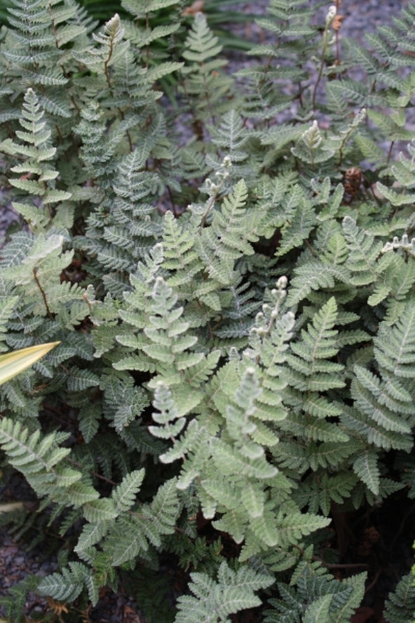 Image of Cheilanthes eckloniana 'Naude's Neck' taken at Juniper Level Botanic Gdn, NC by JLBG