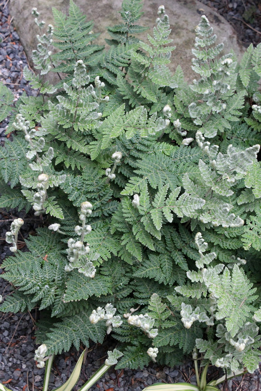 Image of Cheilanthes eckloniana 'Naude's Neck' taken at Juniper Level Botanic Gdn, NC by JLBG