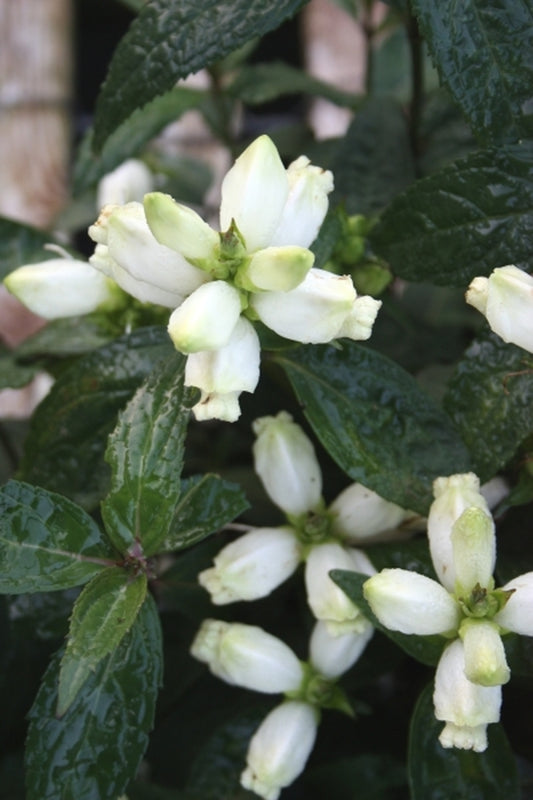 Image of Chelone glabra 'Black Ace' taken at Juniper Level Botanic Gdn, NC by JLBG