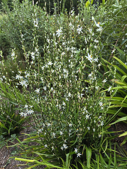Image of Chlorophytum bowkeri taken at Juniper Level Botanic Gdn, NC by JLBG
