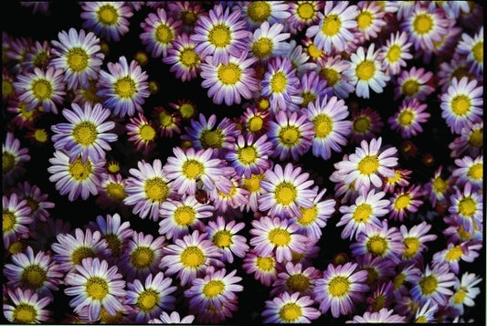 Image of Chrysanthemum 'Color Echo' taken at Juniper Level Botanic Gdn, NC by JLBG