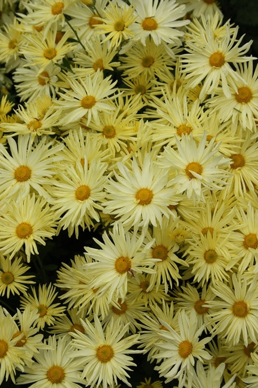 Image of Chrysanthemum 'Gethsemane Moonlight' taken at Juniper Level Botanic Gdn, NC by JLBG