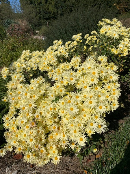 Image of Chrysanthemum 'Gethsemane Moonlight' taken at Juniper Level Botanic Gdn, NC by Lidia Churakova