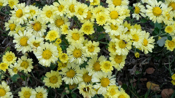 Image of Chrysanthemum 'Golden Snowflakes' taken at Juniper Level Botanic Gdn, NC by JLBG