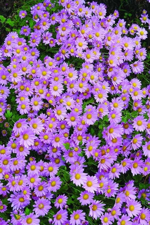 Image of Chrysanthemum 'Michelle's Pink' taken at Juniper Level Botanic Gdn, NC by JLBG