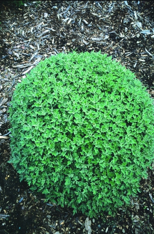 Image of Chrysanthemum 'Snow Dome' taken at Juniper Level Botanic Gdn, NC by JLBG