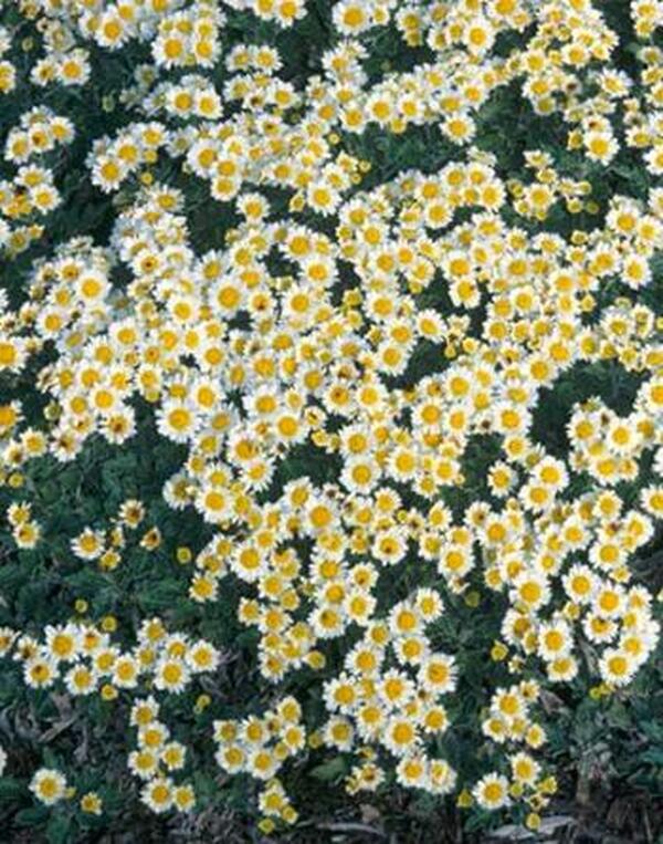 Image of Chrysanthemum 'Snow Dome' taken at Juniper Level Botanic Gdn, NC by JLBG