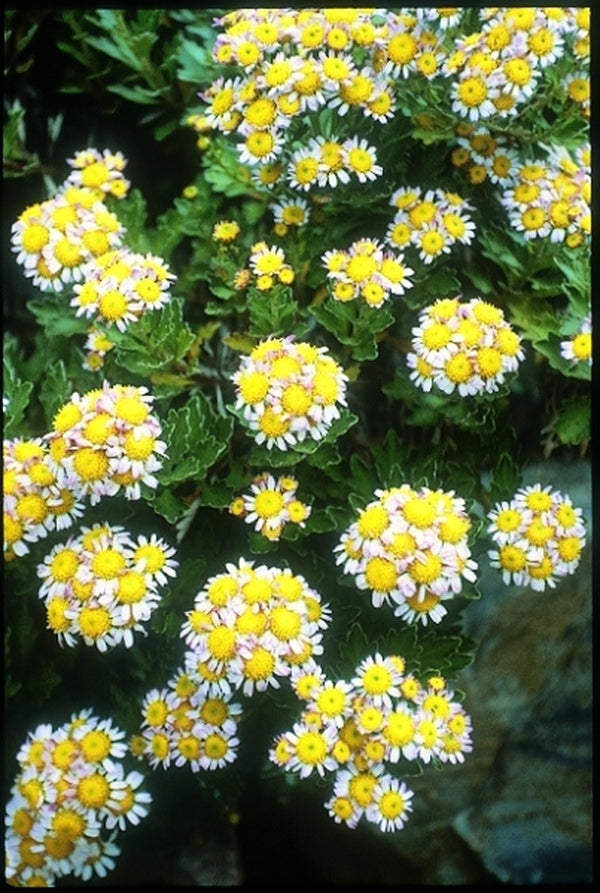 Image of Chrysanthemum pacificum 'Pink Ice' taken at Juniper Level Botanic Gdn, NC by JLBG