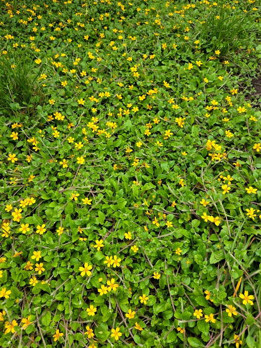 Image of Chrysogonum australe 'Eco Lacquered Spider' taken at Juniper Level Botanic Gdn, NC by JLBG